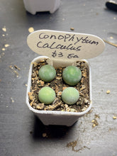 Load image into Gallery viewer, conophytum calculus（each）
