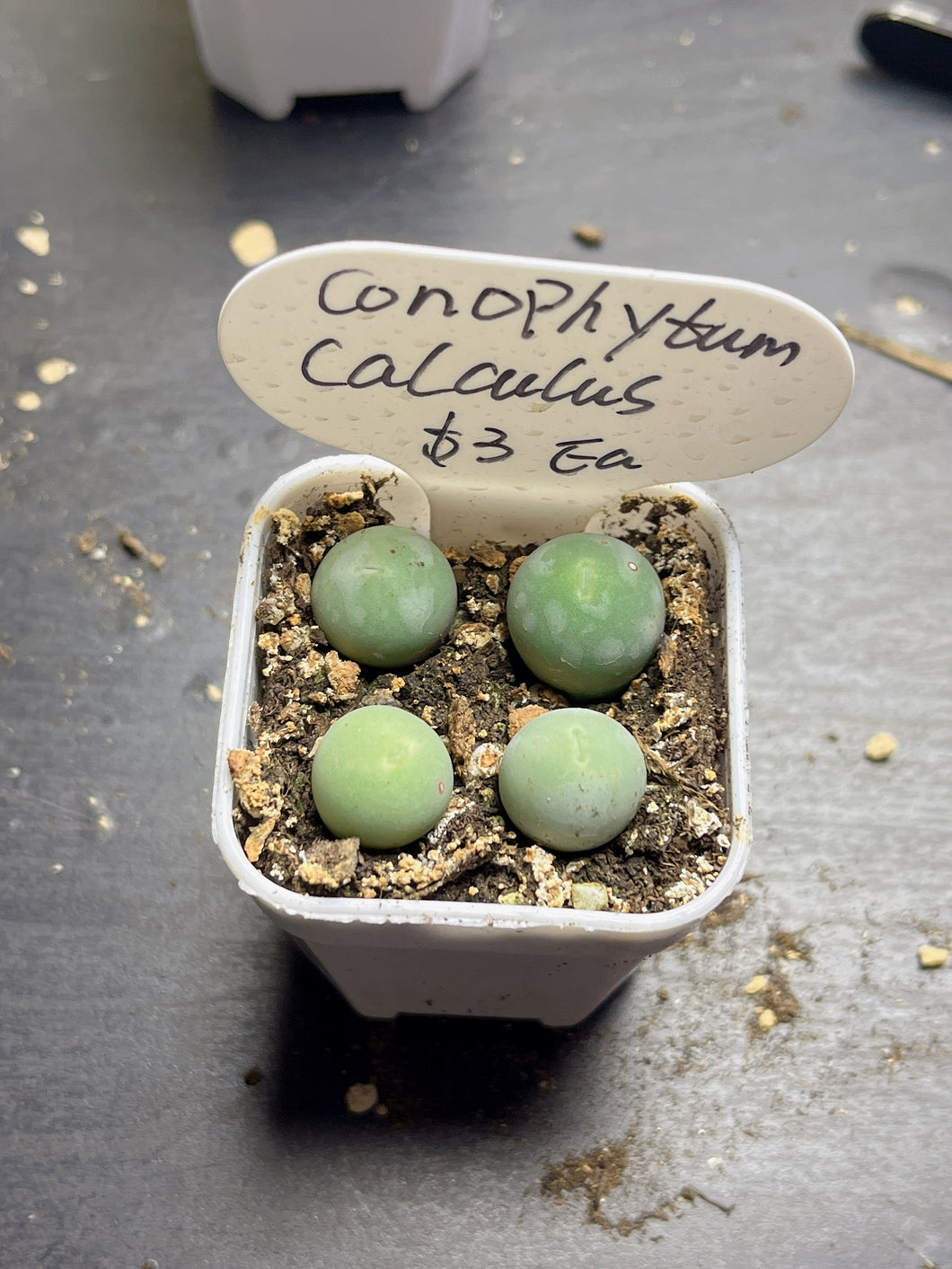 conophytum calculus（each）