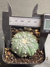 Load image into Gallery viewer, Astrophytum asterias 93
