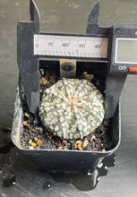 Load image into Gallery viewer, astrophytum asterias
