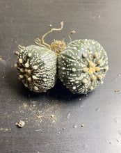 Load image into Gallery viewer, astrophytum asterias Double heads 1)
