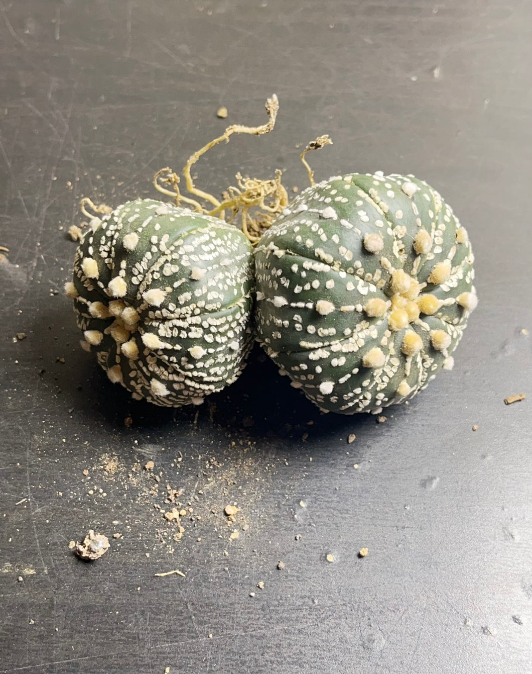 astrophytum asterias Double heads 1)