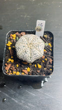 Load image into Gallery viewer, astrophytum asterias
