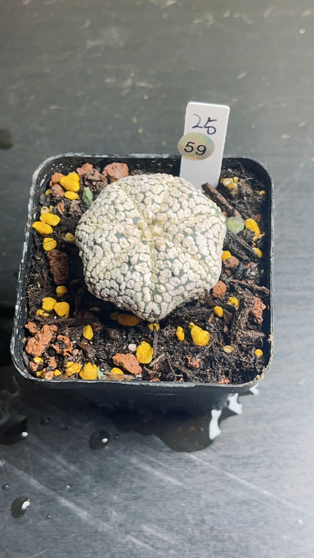 astrophytum asterias