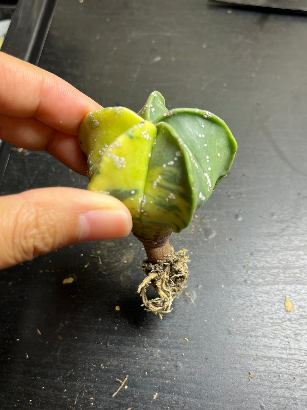 Astrophytum myriostigma variegated