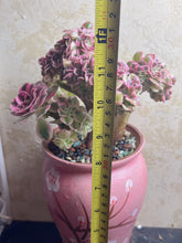 Load image into Gallery viewer, Aeonium &#39;pink witch&#39; crested
