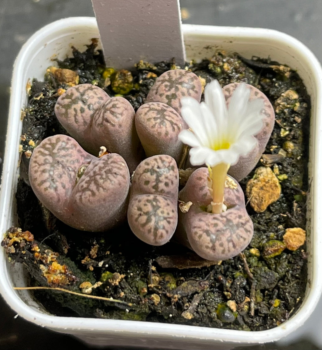 Conophytum pellucidum