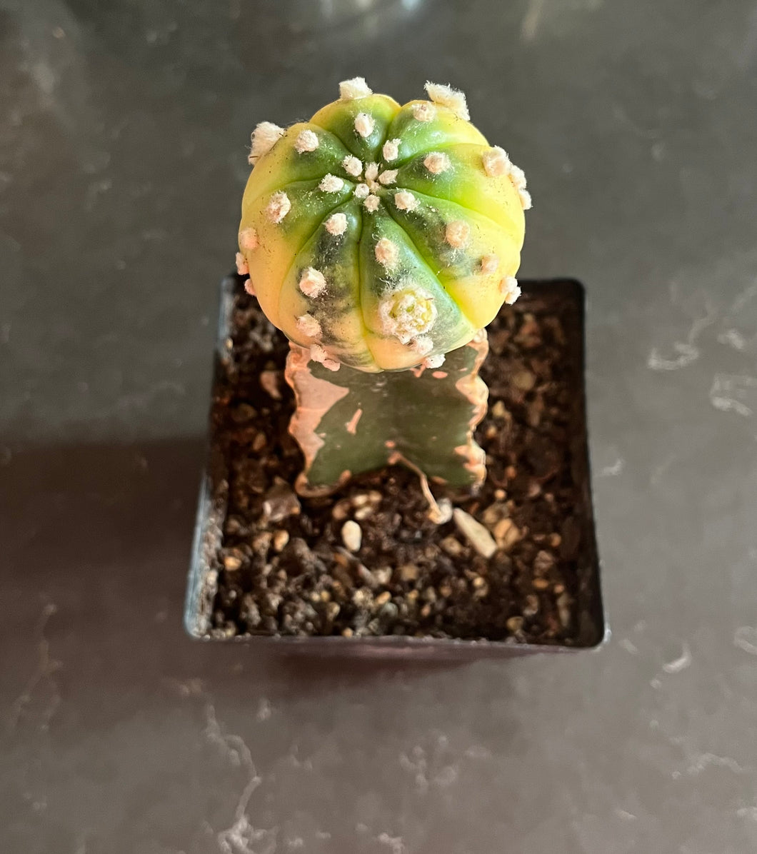 Astrophytum asterias  Variegated