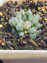 Load image into Gallery viewer, HAWORTHIA BLACK OB VARIEGATED NEON VARIEGATED
