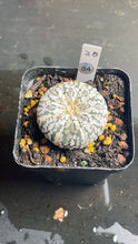 Load image into Gallery viewer, Astrophytum asterias super kabuki
