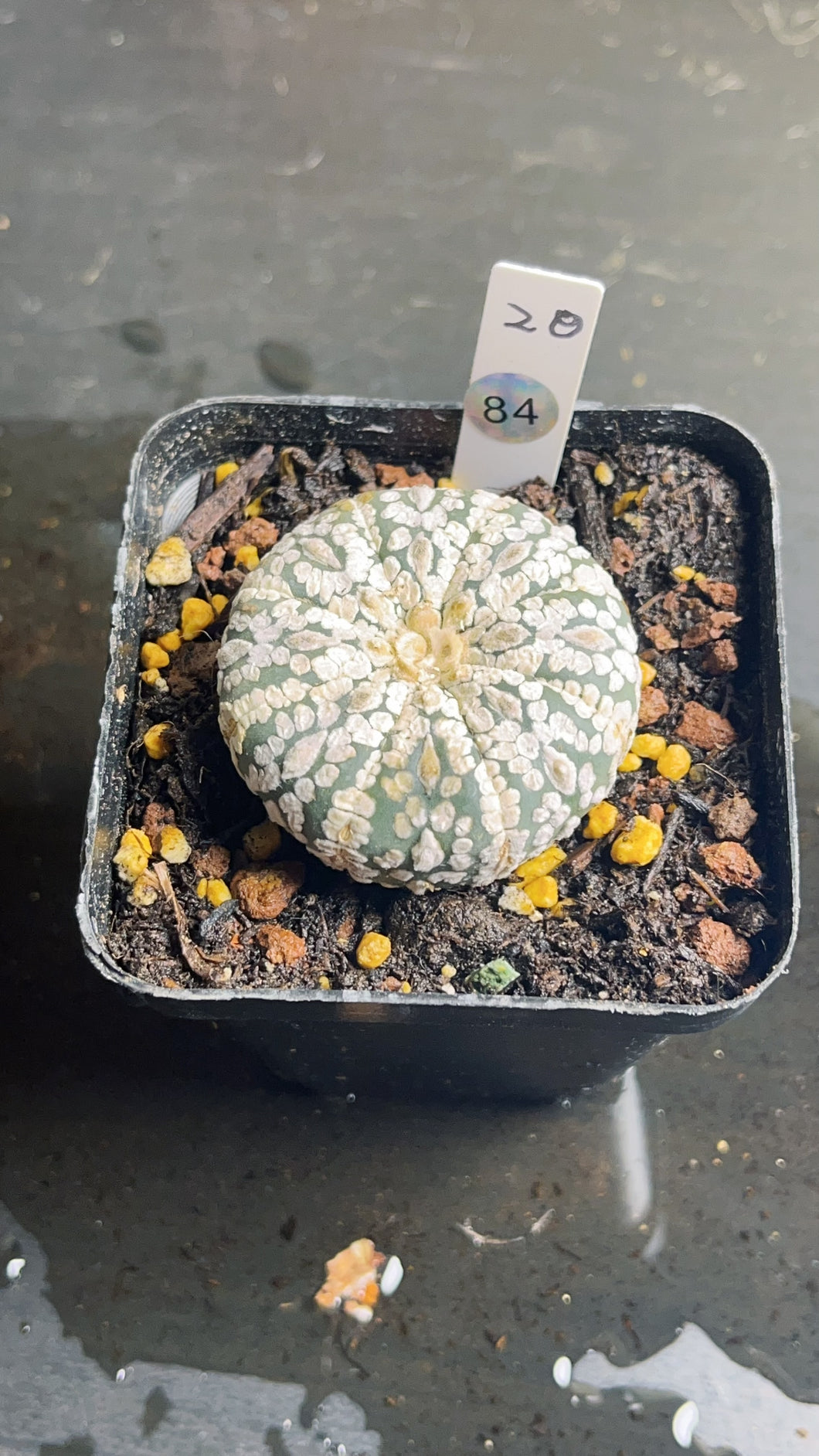 Astrophytum asterias super kabuki