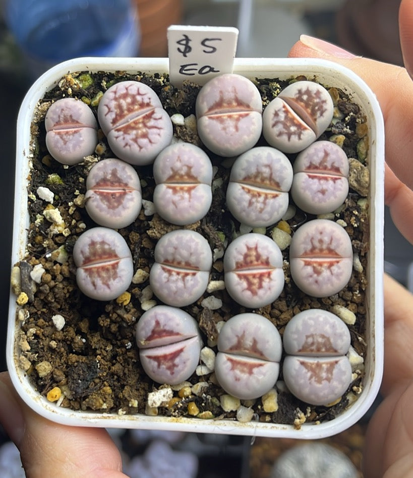 Hot Lips Lithops (1)