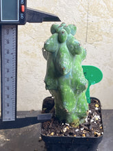 Load image into Gallery viewer, Myrtillocactus geometrizans &#39;Fukurokuryuzinboku&#39;
