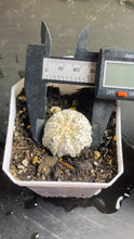 Load image into Gallery viewer, astrophytum asterias
