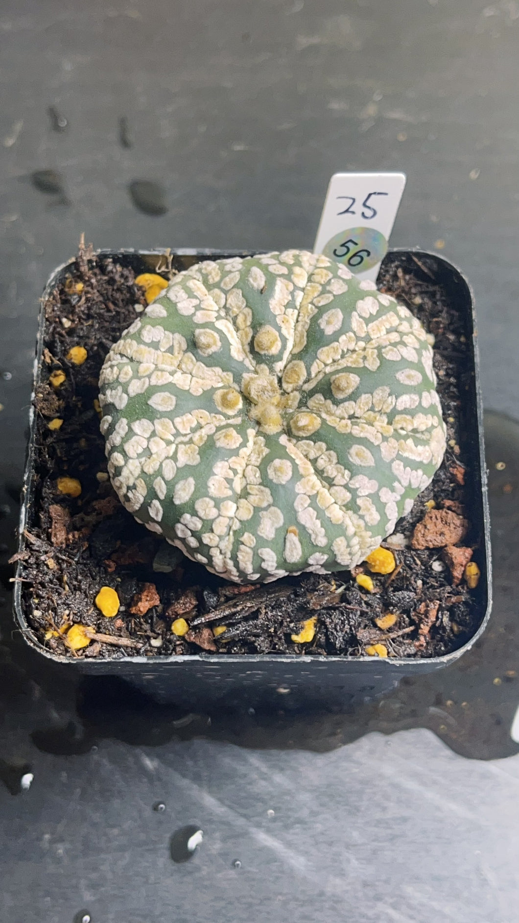 Astrophytum asterias