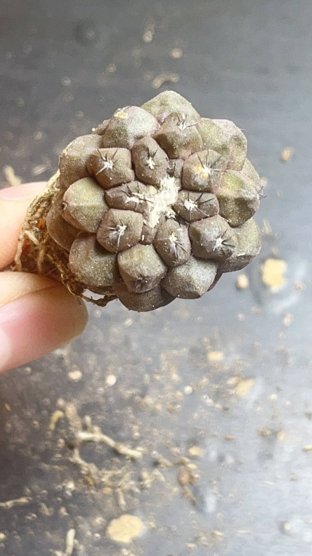 Copiapoa cactus