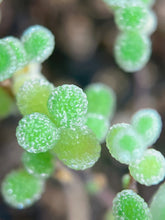 Load image into Gallery viewer, Drosanthemum globosum
