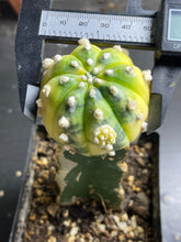 Load image into Gallery viewer, Astrophytum asterias Variegated
