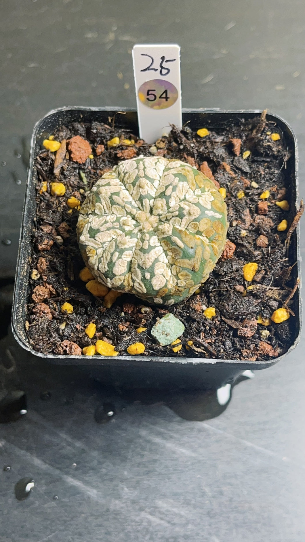 astrophytum asterias