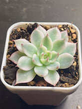 Load image into Gallery viewer, Echeveria chihuahuaensis variegated
