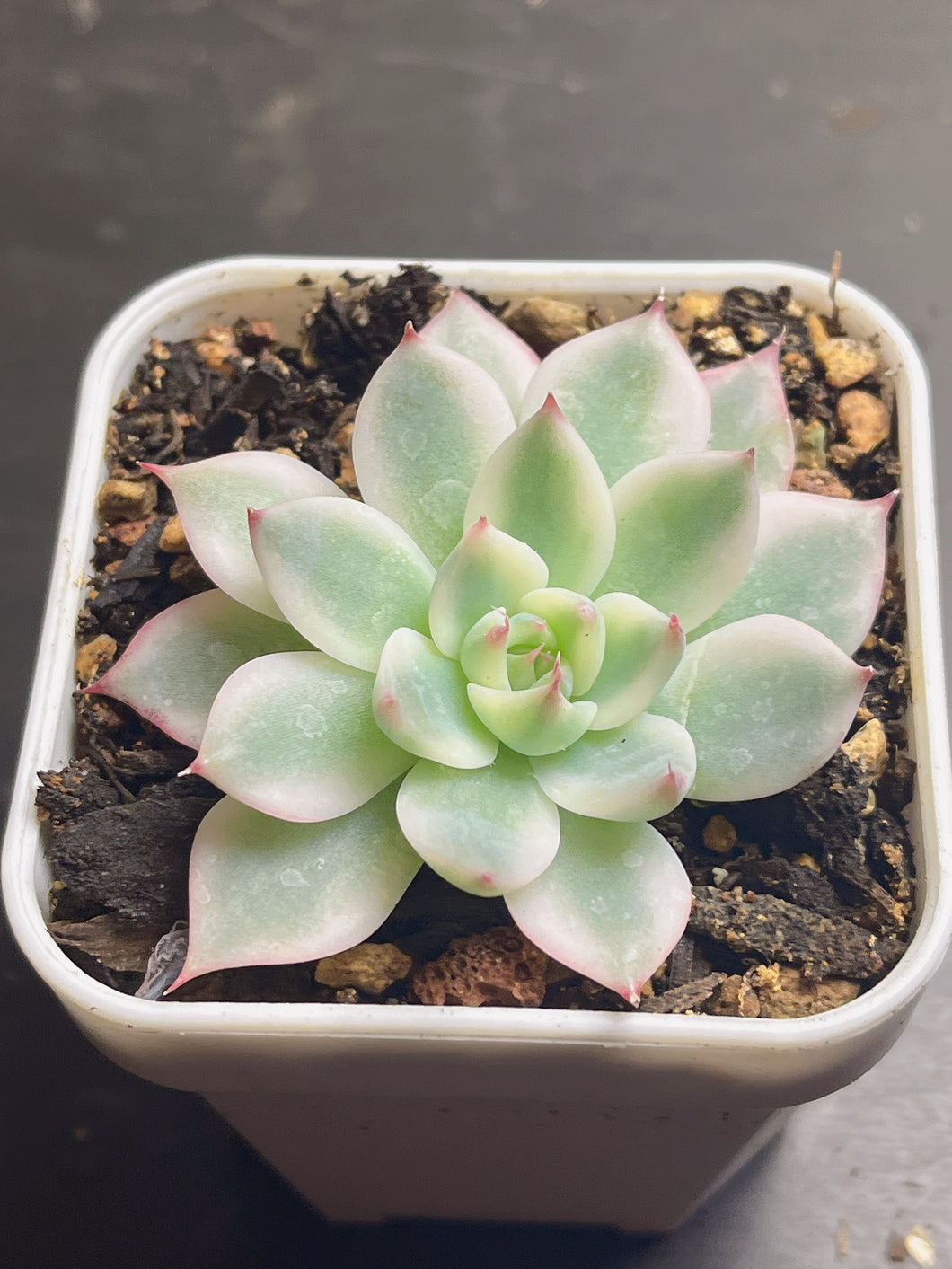 Echeveria chihuahuaensis variegated