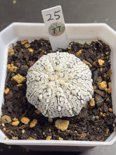 Load image into Gallery viewer, Astrophytum asterias 77
