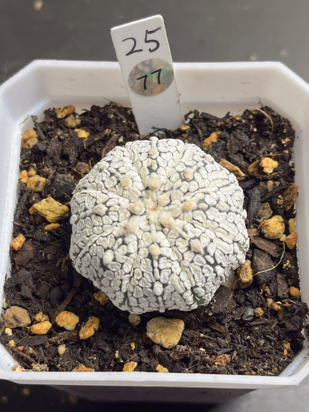 Astrophytum asterias 77