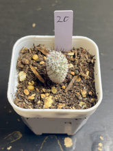 Load image into Gallery viewer, (B)Mammillaria perezdelarosae subs. andersoniana
