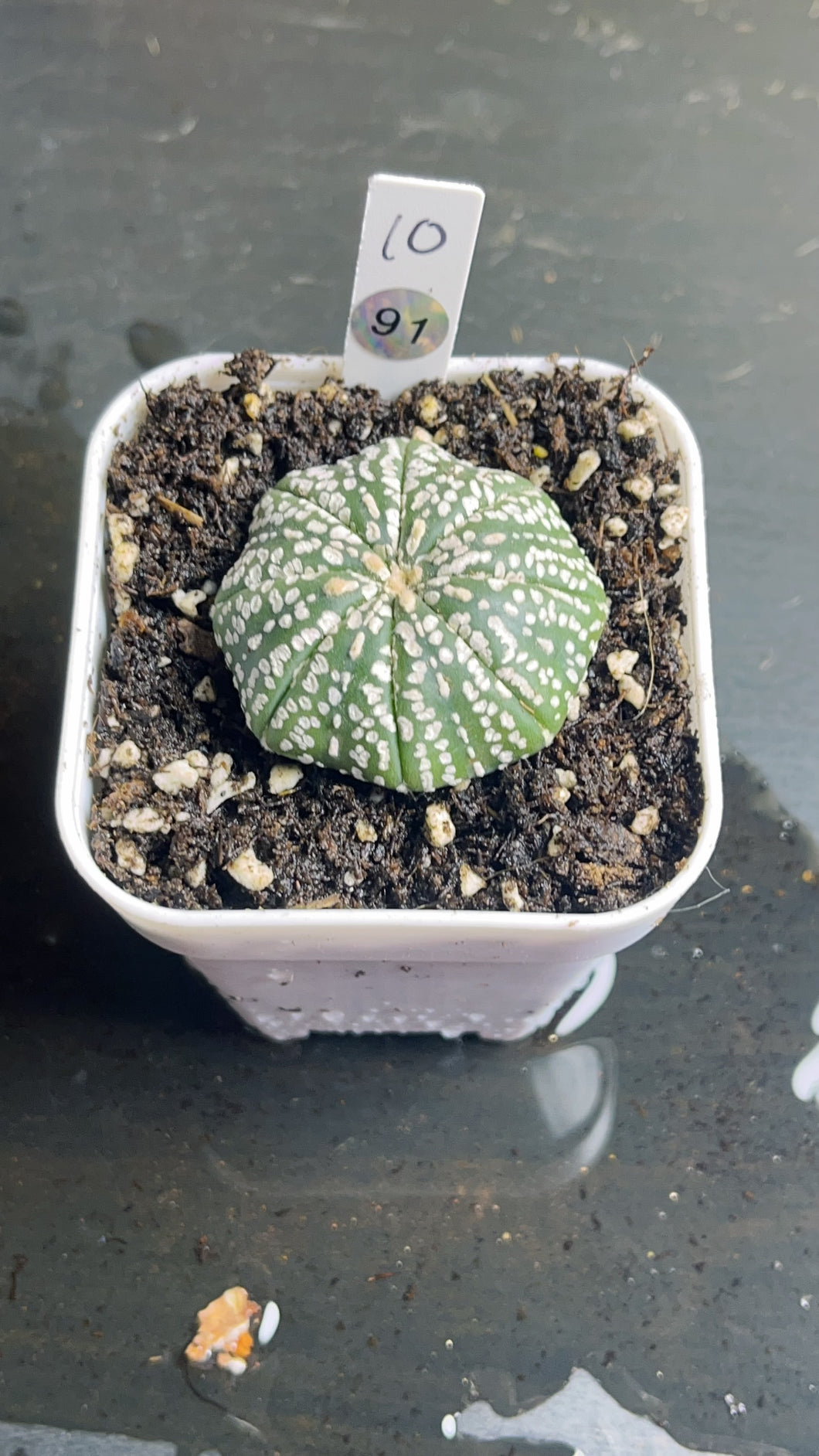 Astrophytum asterias