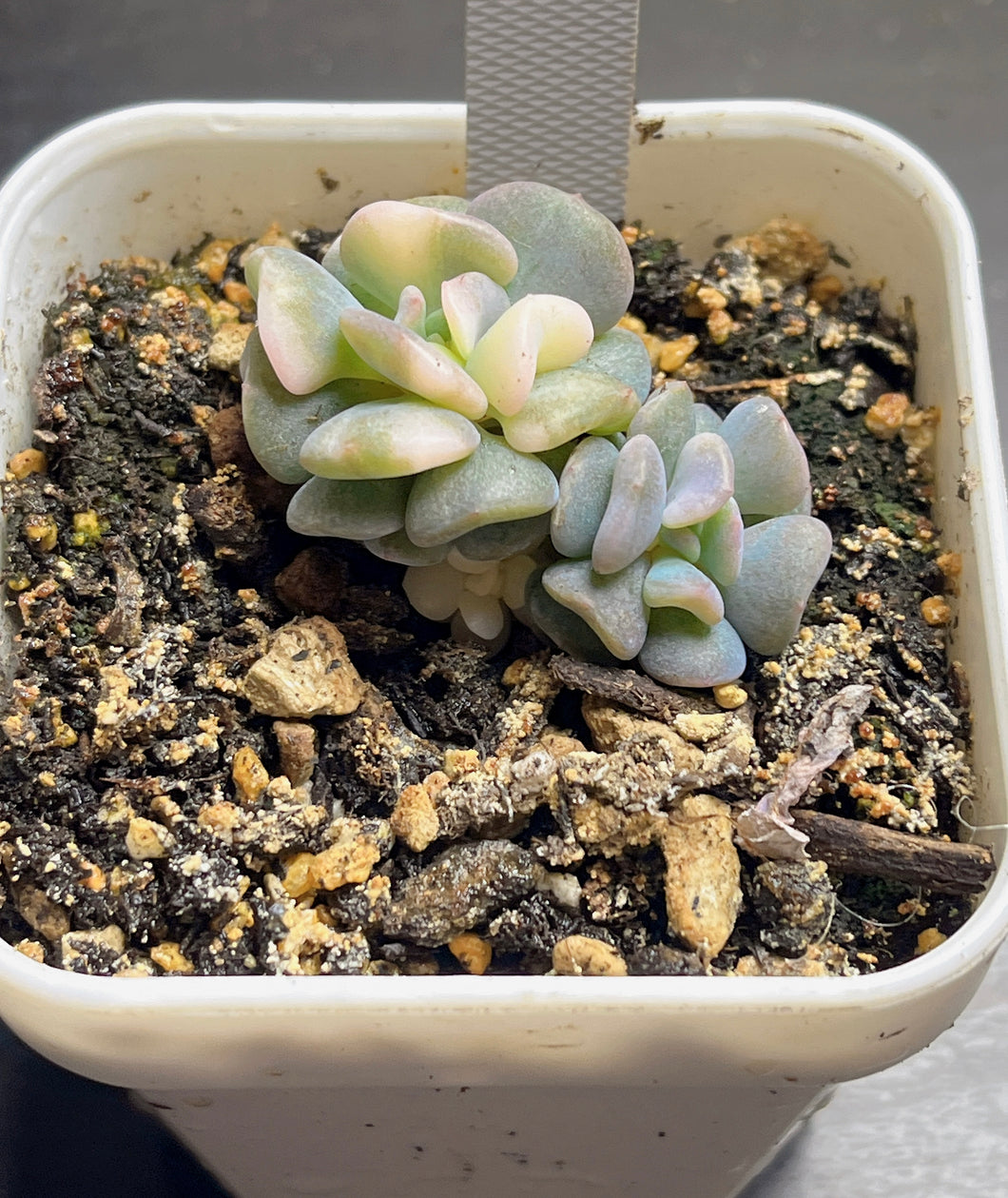 Cubic Frost Variegated