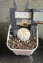 Load image into Gallery viewer, Astrophytum asterias super kabuki
