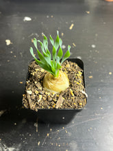 Load image into Gallery viewer, Albuca fagaroides （each）
