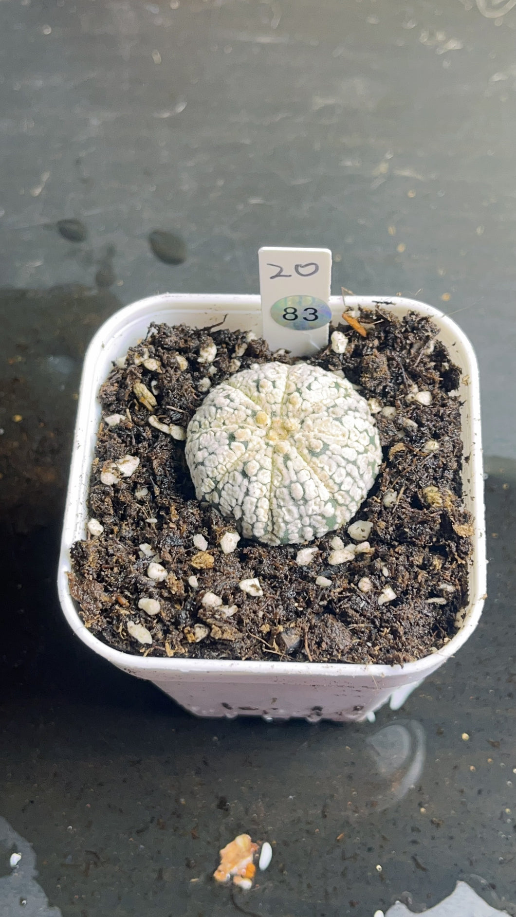 Astrophytum asterias super kabuki