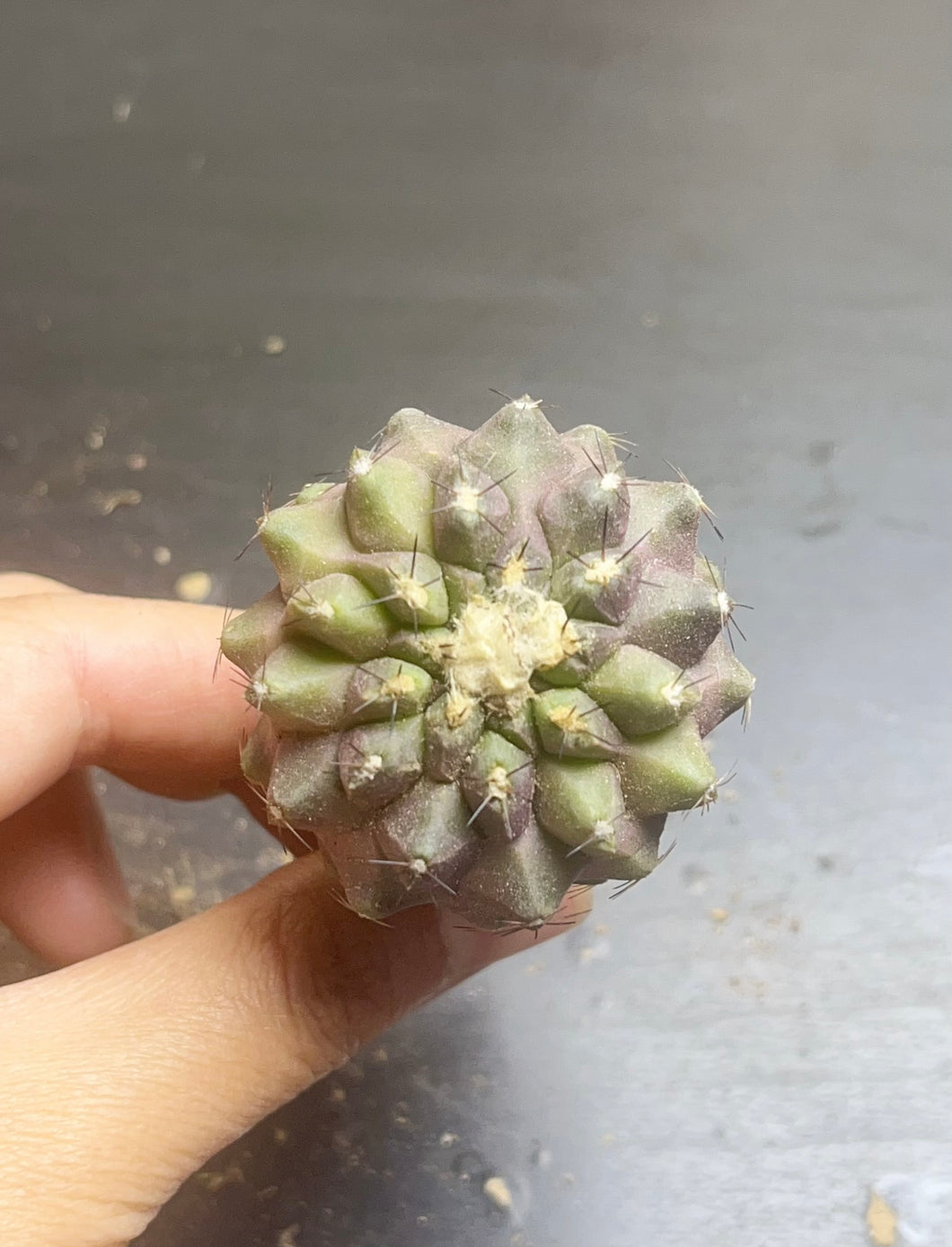 Copiapoa cactus