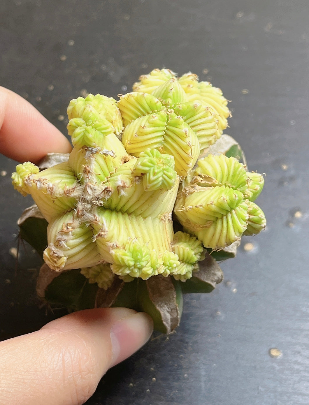 Aztekium Valdezii Variegated(grafted)