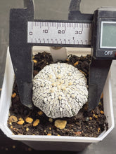 Load image into Gallery viewer, Astrophytum asterias 77
