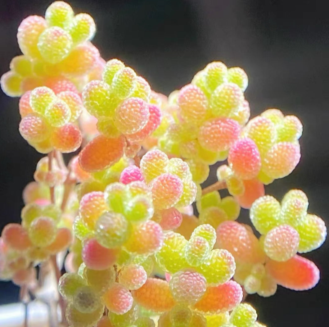 Drosanthemum globosum