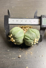 Load image into Gallery viewer, astrophytum asterias Double heads 2)
