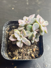 Load image into Gallery viewer, Graptoveria Mrs Richards Variegata
