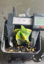 Load image into Gallery viewer, Astrophytum myriostigma variegated
