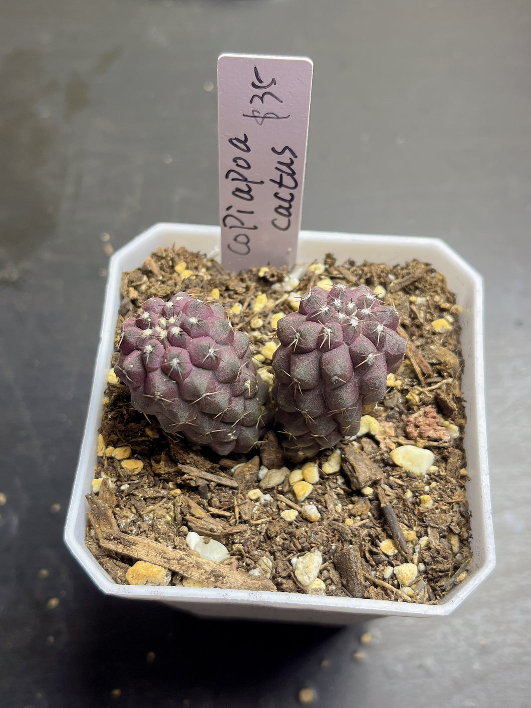 Copiapoa cactus