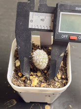 Load image into Gallery viewer, (B)Mammillaria perezdelarosae subs. andersoniana
