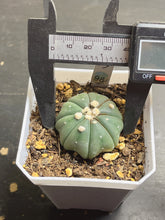 Load image into Gallery viewer, astrophytum asterias 98
