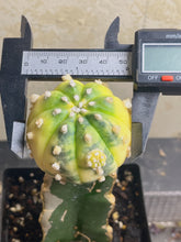 Load image into Gallery viewer, Astrophytum asterias Variegated
