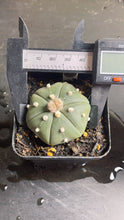 Load image into Gallery viewer, Astrophytum asterias
