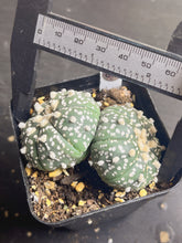 Load image into Gallery viewer, astrophytum asterias Double heads 2)
