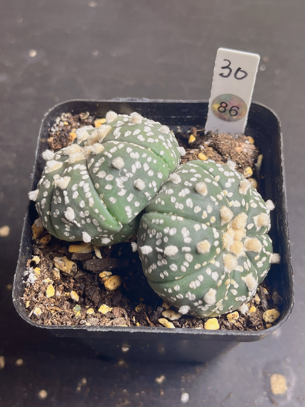 astrophytum asterias Double heads 2)