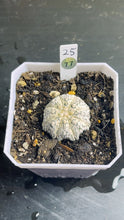 Load image into Gallery viewer, astrophytum asterias
