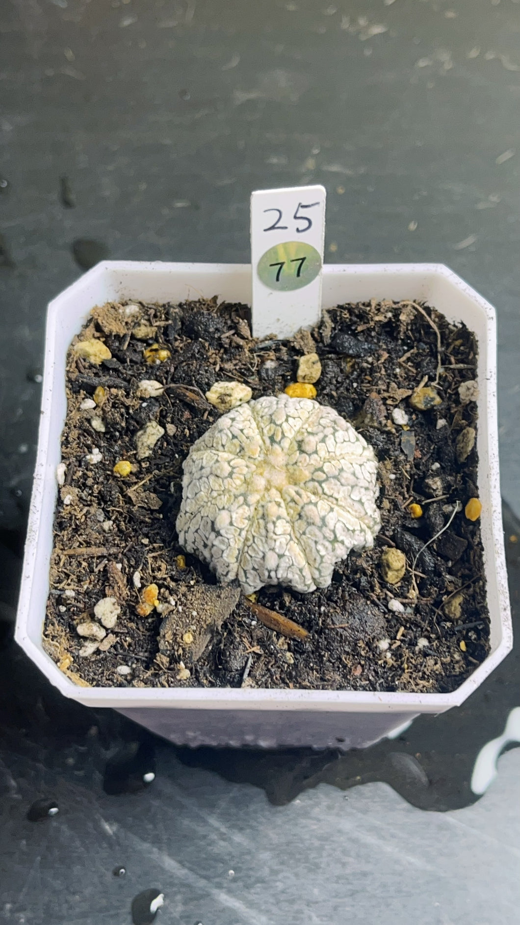 astrophytum asterias