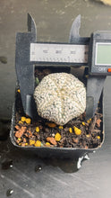 Load image into Gallery viewer, astrophytum asterias super kabuto
